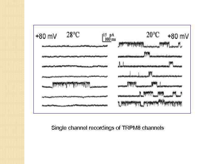 Single channel recordings of TRPM 8 channels 