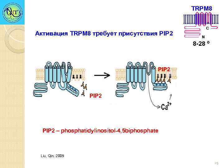 TRPM 8 Активация TRPM 8 требует присутствия PIP 2 C N 8 -28 º