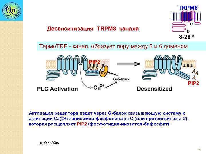 TRPM 8 Десенситизация TRPM 8 канала C N 8 -28 º Термо. TRP -