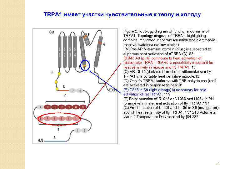 TRPA 1 имеет участки чувствительные к теплу и холоду Figure 2. Topology diagram of