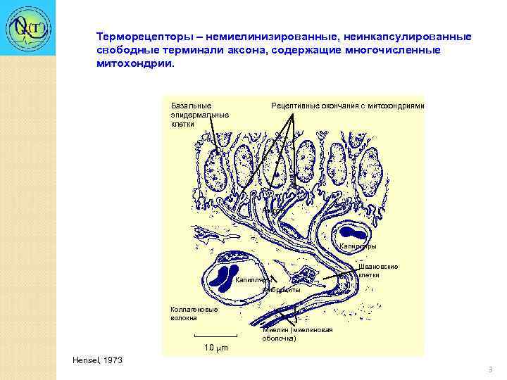 Терморецепторы – немиелинизированные, неинкапсулированные свободные терминали аксона, содержащие многочисленные митохондрии. Базальные эпидермальные клетки Рецептивные