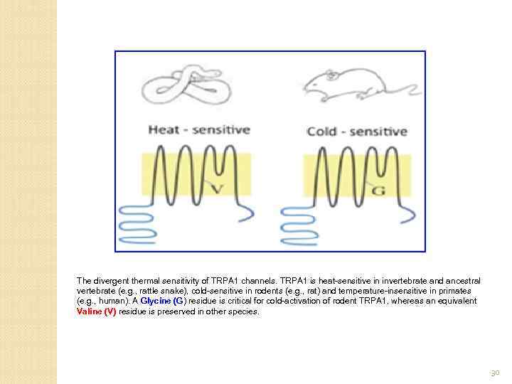 The divergent thermal sensitivity of TRPA 1 channels. TRPA 1 is heat-sensitive in invertebrate