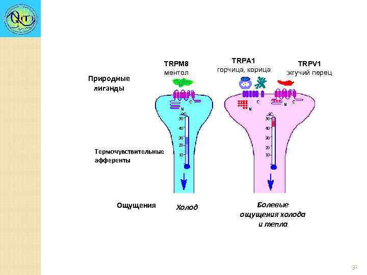 Природные лиганды TRPA 1 горчица, корица TRPM 8 ментол C C N ºC 50