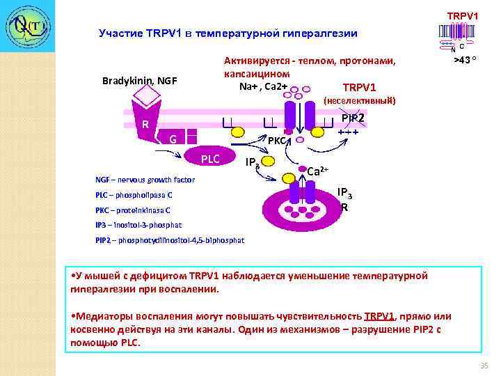 TRPV 1 Участие TRPV 1 в температурной гипералгезии Активируется - теплом, протонами, капсаицином +