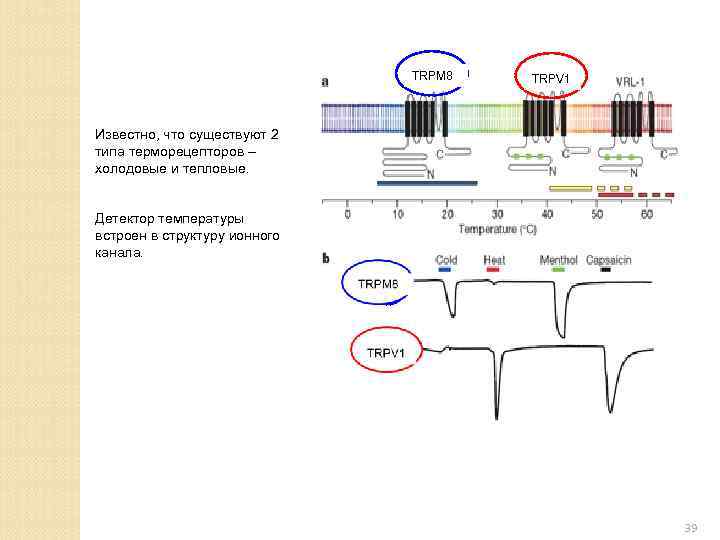 TRPM 8 TRPV 1 Известно, что существуют 2 типа терморецепторов – холодовые и тепловые.