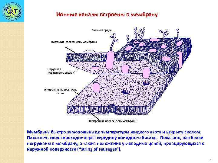 Внешняя мембрана. Наружная поверхность мембраны. Внутренняя и наружная поверхность мембраны. Внешняя поверхность мембраны схема. Мембрана и внешняя среда.