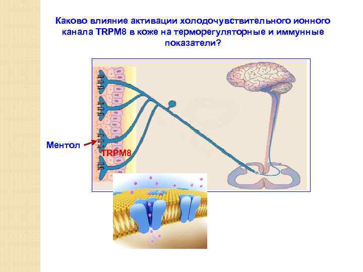 Каково влияние активации холодочувствительного ионного канала TRPM 8 в коже на терморегуляторные и иммунные