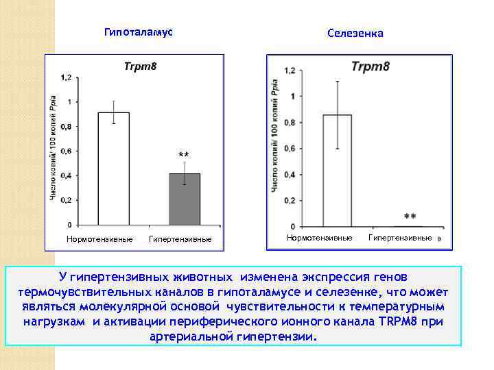 Гипоталамус Нормотензивные Гипертензивные Селезенка Нормотензивные Гипертензивные У гипертензивных животных изменена экспрессия генов термочувствительных каналов