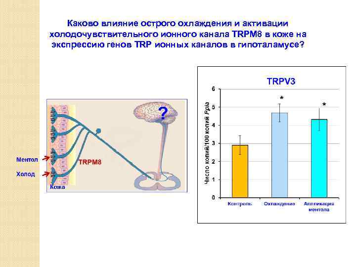 Каково влияние острого охлаждения и активации холодочувствительного ионного канала TRPM 8 в коже на