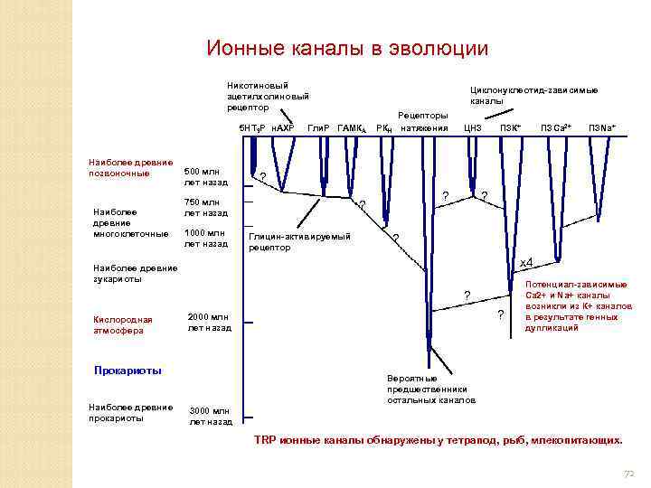 Ионные каналы в эволюции Никотиновый ацетилхолиновый рецептор Циклонуклеотид-зависимые каналы Рецепторы 5 HT 3 P