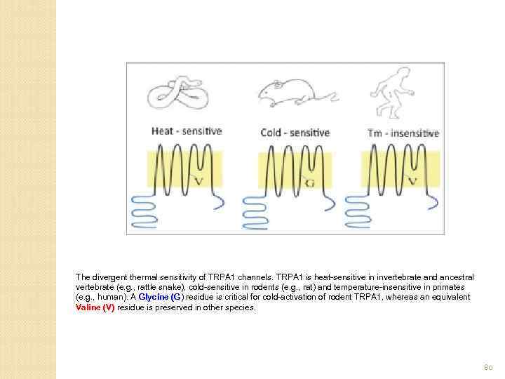 The divergent thermal sensitivity of TRPA 1 channels. TRPA 1 is heat-sensitive in invertebrate