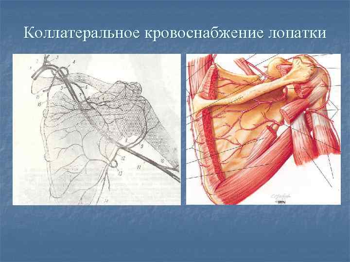 Коллатеральное кровоснабжение лопатки 