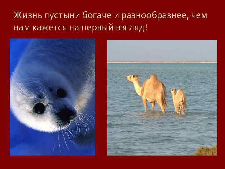 Жизнь пустыни богаче и разнообразнее, чем нам кажется на первый взгляд! 