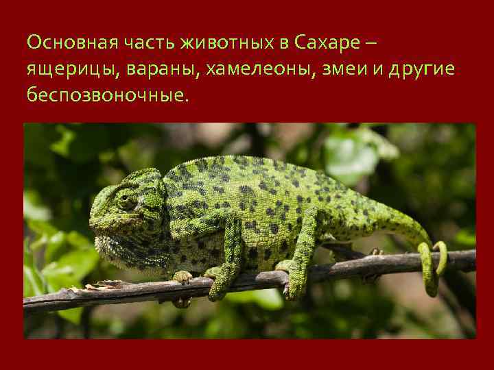 Основная часть животных в Сахаре – ящерицы, вараны, хамелеоны, змеи и другие беспозвоночные. 