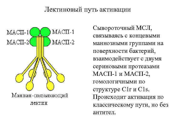 Лектиновый путь активации Сывороточный МСЛ, связываясь с концевыми маннозными группами на поверхности бактерий, взаимодействует