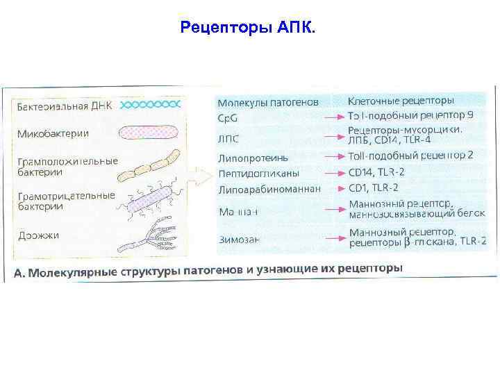 Рецепторы АПК. 