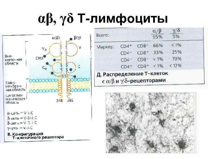 αβ, γδ Т-лимфоциты 