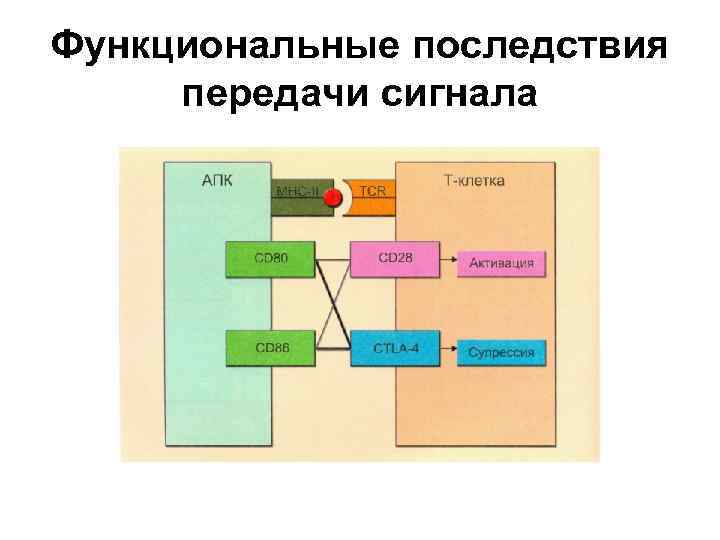 Функциональные последствия передачи сигнала 