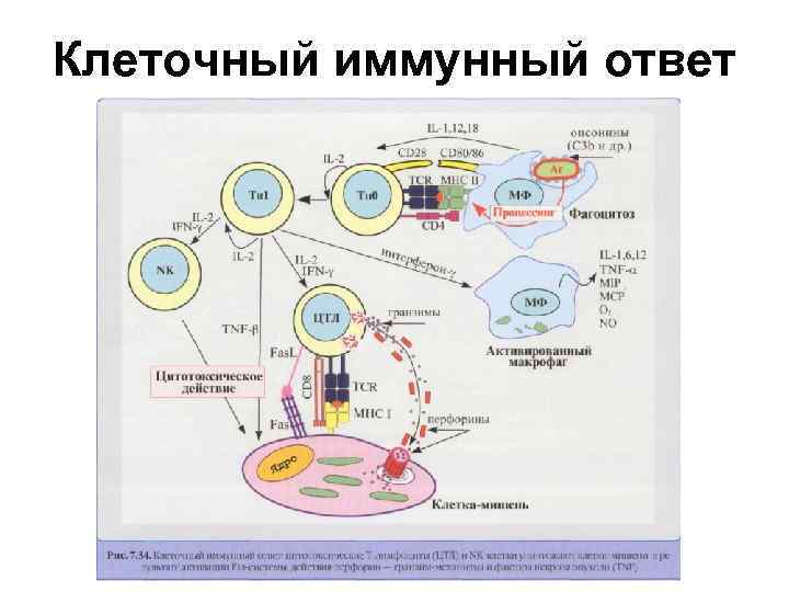 Клеточный иммунный ответ 