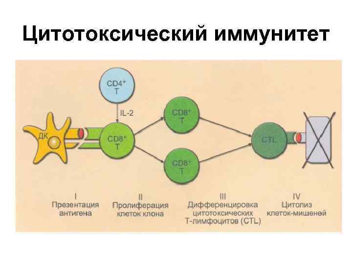 Межклеточная кооперация схема