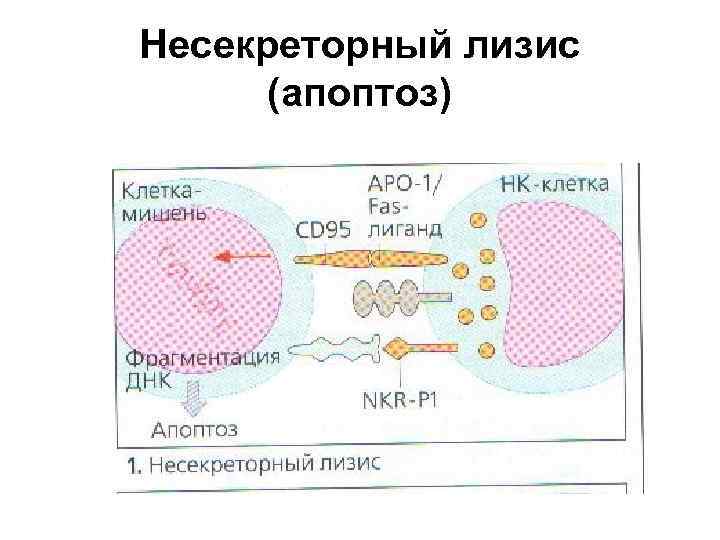 17 взаимодействие клеток в иммунном ответе трехклеточная схема кооперации