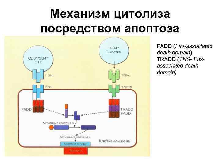 Механизм цитолиза посредством апоптоза FADD (Fas-associated death domain) TRADD (TNS- Fasassociated death domain) 