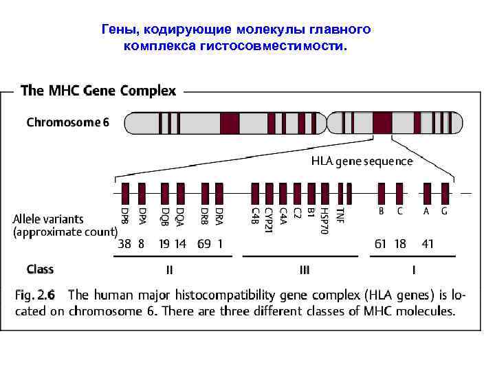 Ген кодирует молекулу. Гены главного комплекса гистосовместимости. Система главного комплекса гистосовместимости HLA. Модификации комплекса гистосовместимости этиология. Гены II класса главного комплекса гистосовместимости.