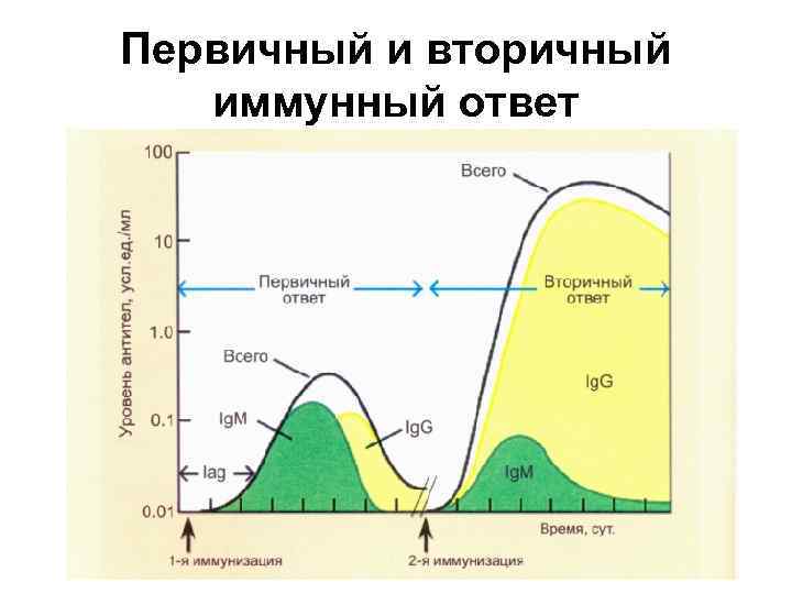 Вторичный иммунный ответ схема