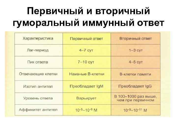 Схема первичный и вторичный иммунный ответ