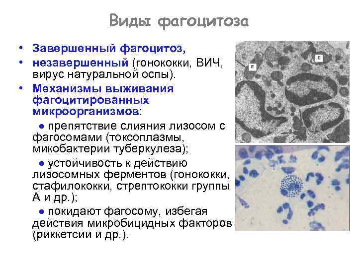 Виды фагоцитоза • Завершенный фагоцитоз, • незавершенный (гонококки, ВИЧ, вирус натуральной оспы). • Механизмы