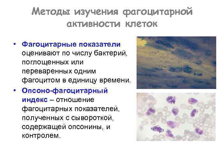 Методы изучения фагоцитарной активности клеток • Фагоцитарные показатели оценивают по числу бактерий, поглощенных или