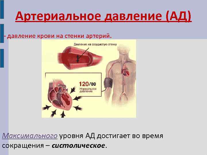Артериальное давление (АД) - давление крови на стенки артерий. Максимального уровня АД достигает во