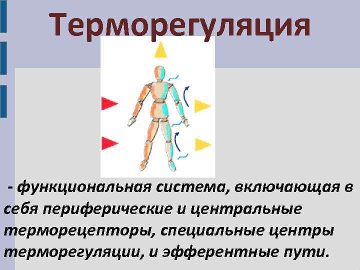 Терморегуляция - функциональная система, включающая в себя периферические и центральные терморецепторы, специальные центры терморегуляции,