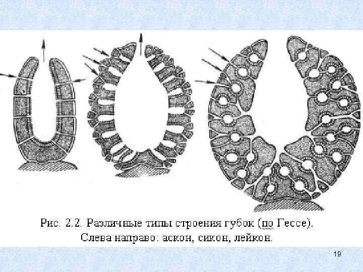 Схема многоклеточные животные