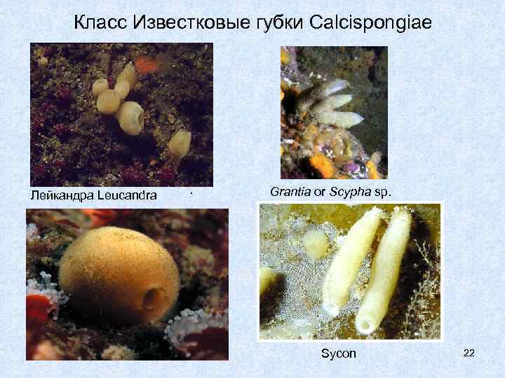 Класс Известковые губки Calcispongiae Лейкандра Leucandra . Grantia or Scypha sp. Sycon 22 