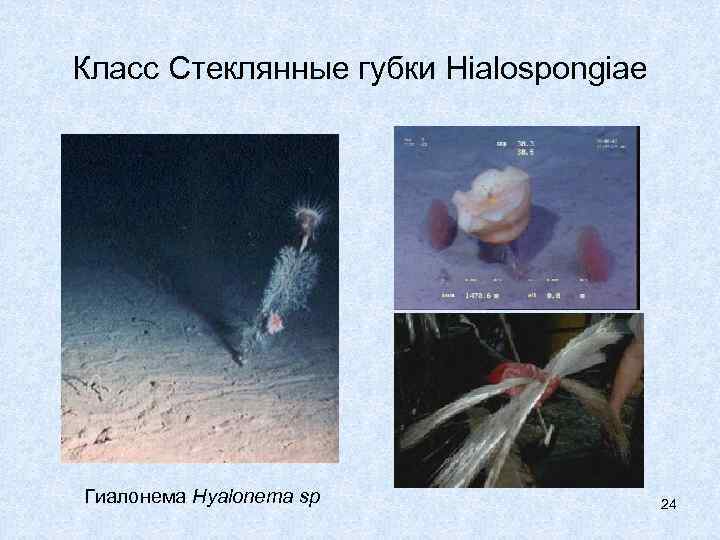 Класс Стеклянные губки Hialospongiae Гиалонема Hyalonema sp 24 