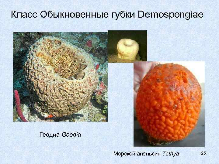 Класс Обыкновенные губки Demospongiae Геодиа Geodia Морской апельсин Tethya 25 