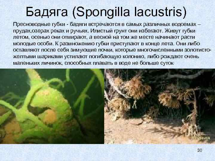 Бадяга (Spongilla lacustris) Пресноводные губки - бадяги встречаются в самых различных водоемах – прудах,