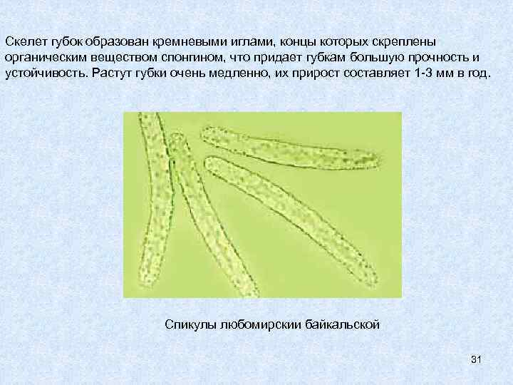 Скелет губок образован кремневыми иглами, концы которых скреплены органическим веществом спонгином, что придает губкам