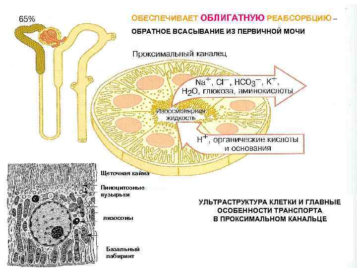 Интенсивное обратное всасывание из первичной мочи белков осуществляется стенкой