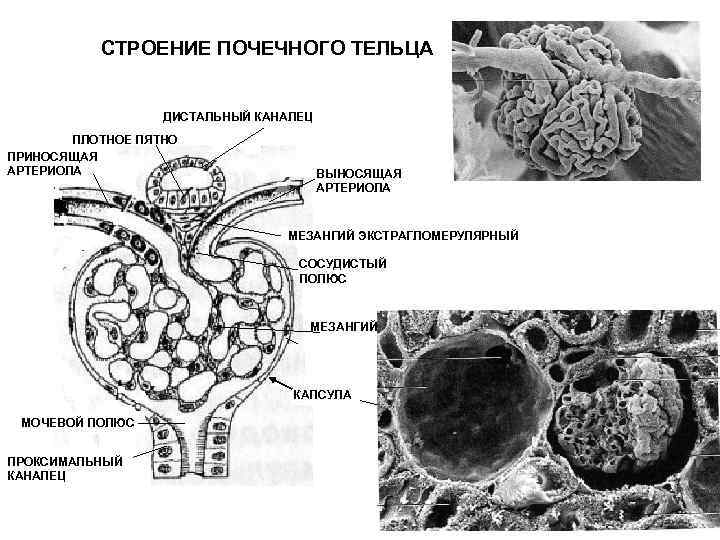 Строение почечного тельца