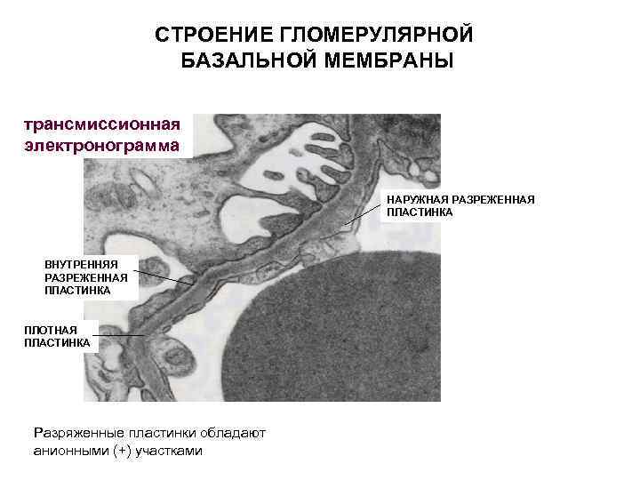 В расщеплении базальной мембраны стенки капилляров располагаются