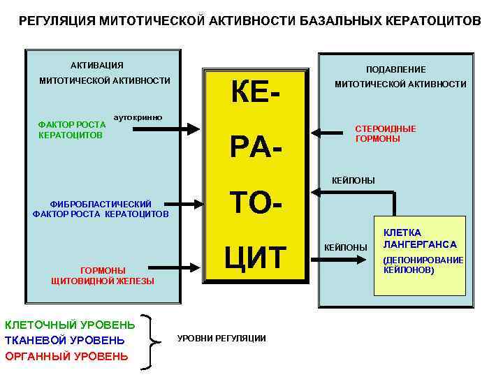 Регуляция митотической активности. Механизмы регуляции митотической активности. Механизмы регуляции митотической активности клеток. Регуляция митотической активности в тканях. Факторы регуляции митотической активности.