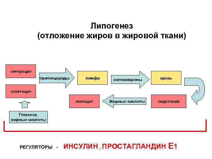 Липогенез (отложение жиров в жировой ткани) энтероцит триглицериды лимфа хиломикроны кровь гепатоцит липоцит Жирные