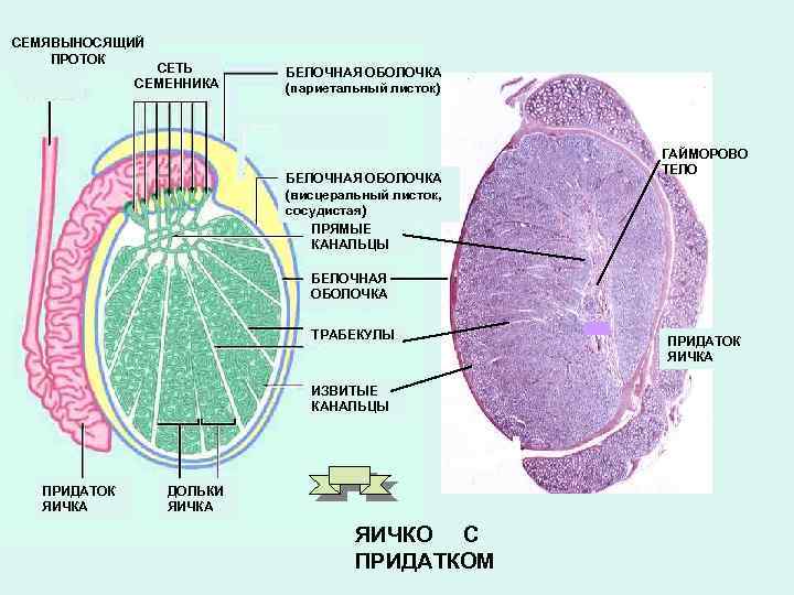 Стенка семявыносящих путей состоит из оболочек