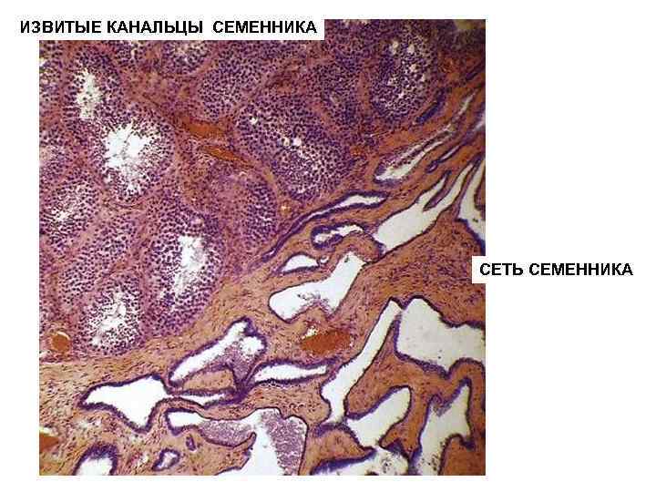 ИЗВИТЫЕ КАНАЛЬЦЫ СЕМЕННИКА СЕТЬ СЕМЕННИКА 