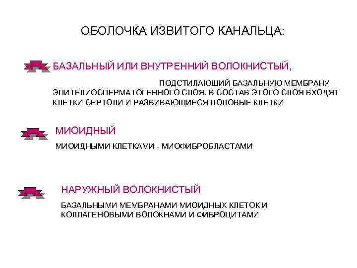 ОБОЛОЧКА ИЗВИТОГО КАНАЛЬЦА: БАЗАЛЬНЫЙ ИЛИ ВНУТРЕННИЙ ВОЛОКНИСТЫЙ, ПОДСТИЛАЮЩИЙ БАЗАЛЬНУЮ МЕМБРАНУ ЭПИТЕЛИОСПЕРМАТОГЕННОГО СЛОЯ. В СОСТАВ