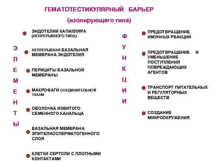 ГЕМАТОТЕСТИКУЛЯРНЫЙ БАРЬЕР (изолирующего типа) ЭНДОТЕЛИЙ КАПИЛЛЯРА (НЕПРЕРЫВНОГО ТИПА) Э Л Е Ф НЕПРЕРЫВНАЯ БАЗАЛЬНАЯ