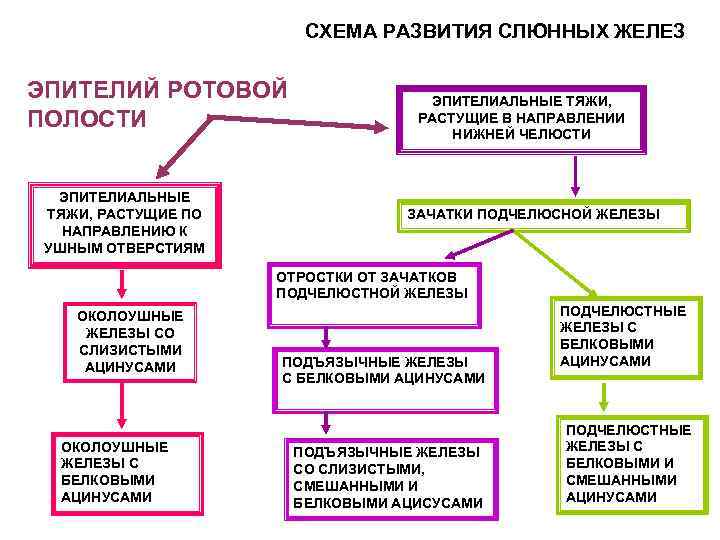 СХЕМА РАЗВИТИЯ СЛЮННЫХ ЖЕЛЕЗ ЭПИТЕЛИЙ РОТОВОЙ ПОЛОСТИ ЭПИТЕЛИАЛЬНЫЕ ТЯЖИ, РАСТУЩИЕ ПО НАПРАВЛЕНИЮ К УШНЫМ