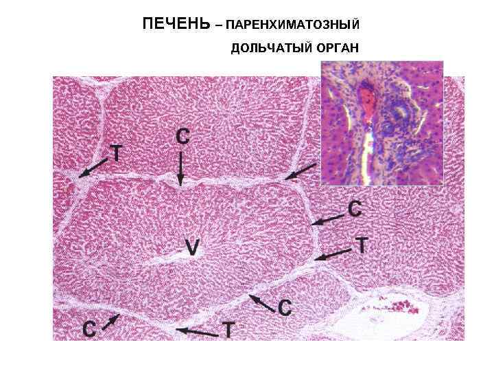 ПЕЧЕНЬ – ПАРЕНХИМАТОЗНЫЙ ДОЛЬЧАТЫЙ ОРГАН 